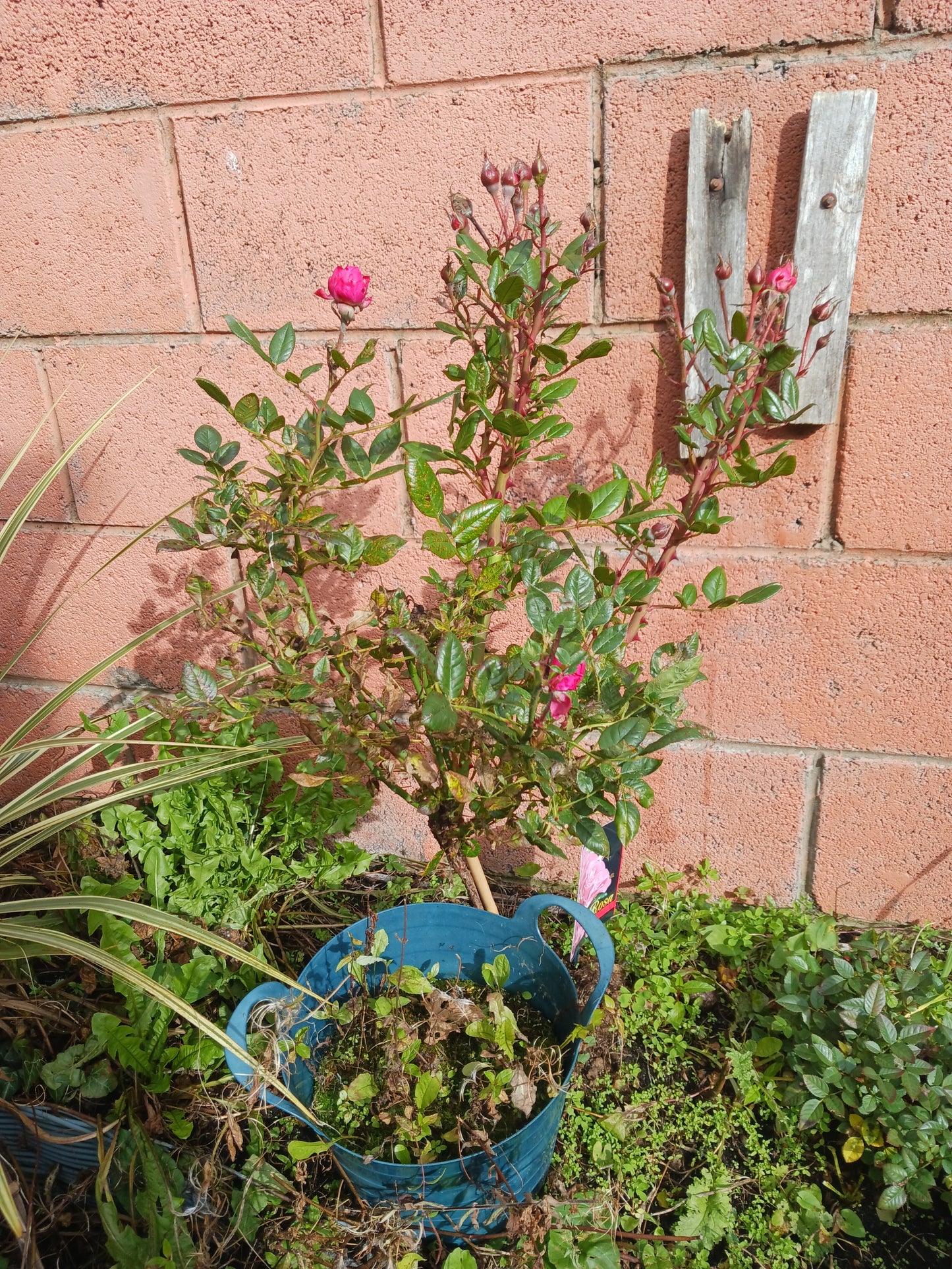 "Roses In September! Photograph 4", Photograph By Mr Damien Leech