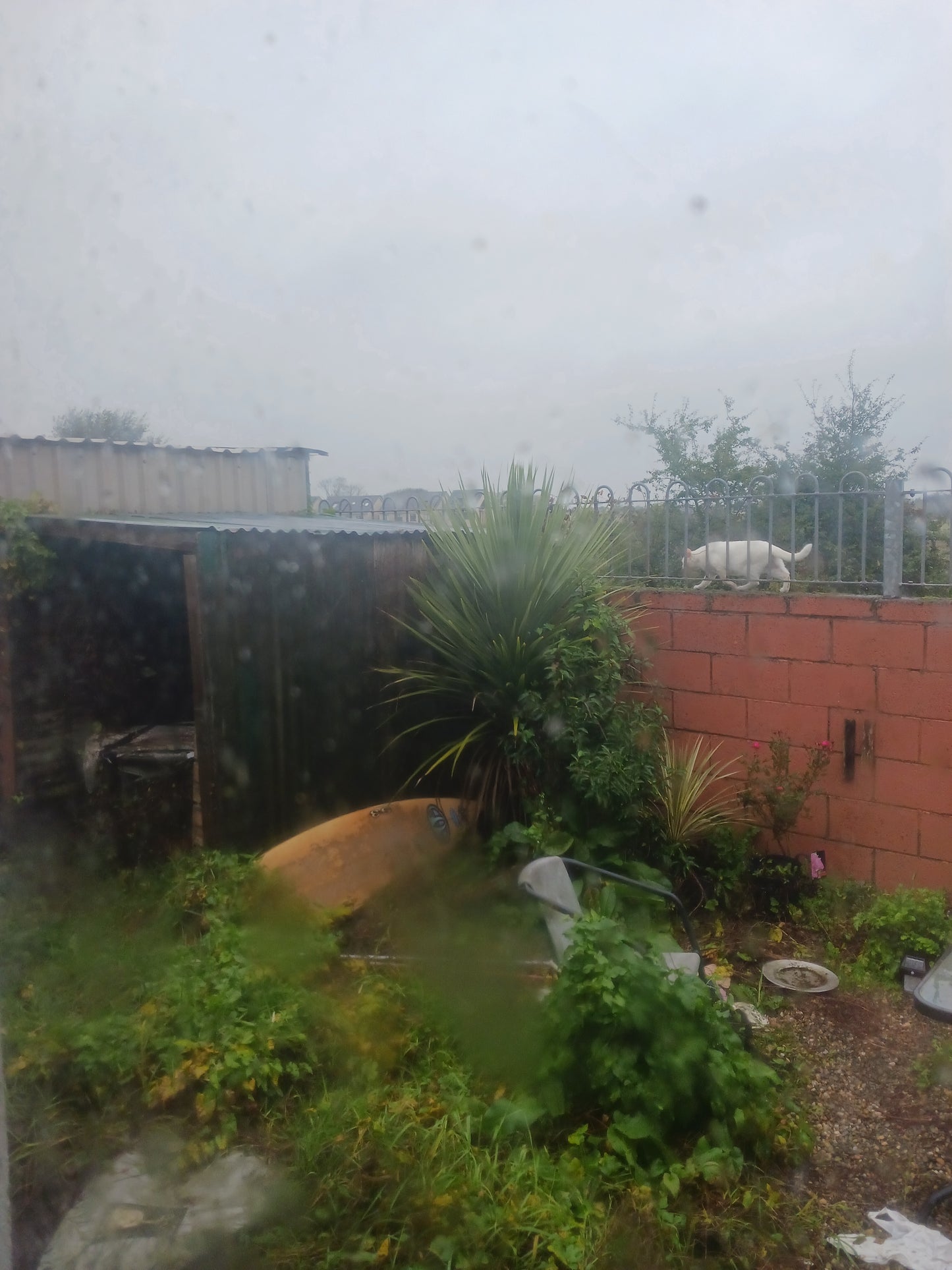 "Storm Amy Approaching, Cat Running For Cover! Friday 3/10/2025". Photograph By Mr Damien Leech