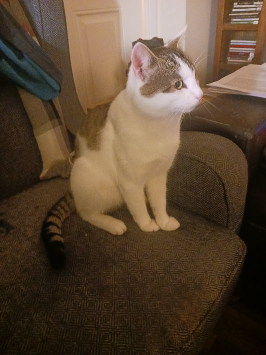 "Does My Cat Expect Trouble?". Photograph By Damien Leech 2025