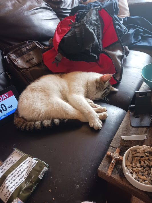 "My Cat, Chiro, Resting" Photograph by Damien Leech