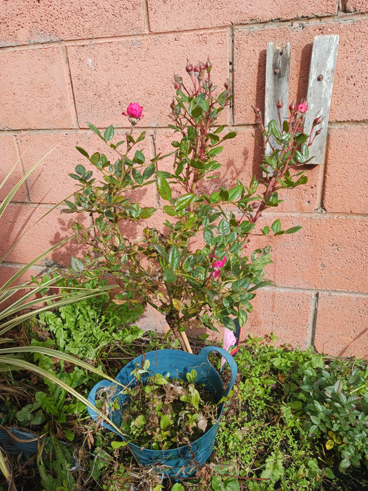 "Roses In September! Photograph 4", Photograph By Mr Damien Leech