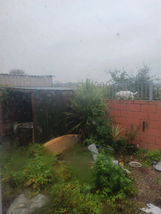 "Storm Amy Approaching, Cat Running For Cover! Friday 3/10/2025". Photograph By Mr Damien Leech